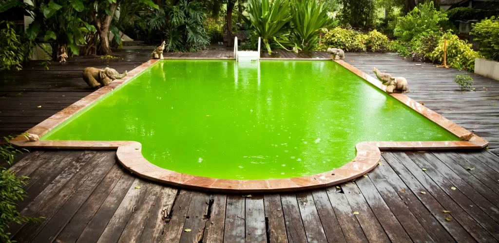 How to Get Rid of Pool Algae