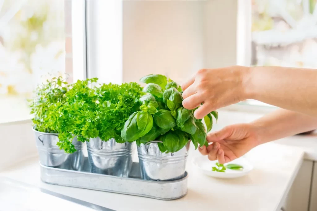 Creating a Herb Garden Indoors – Tips for Apartment Dwellers